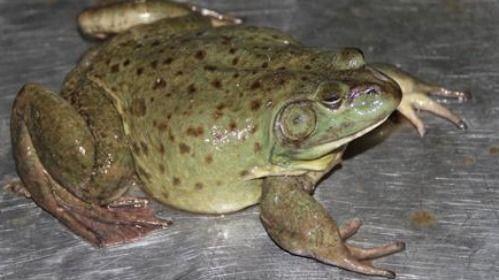 爆料养殖牛蛙视频教程,视频教程带你轻松入门